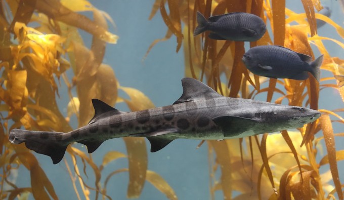 leopard shark