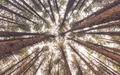 redwood forest