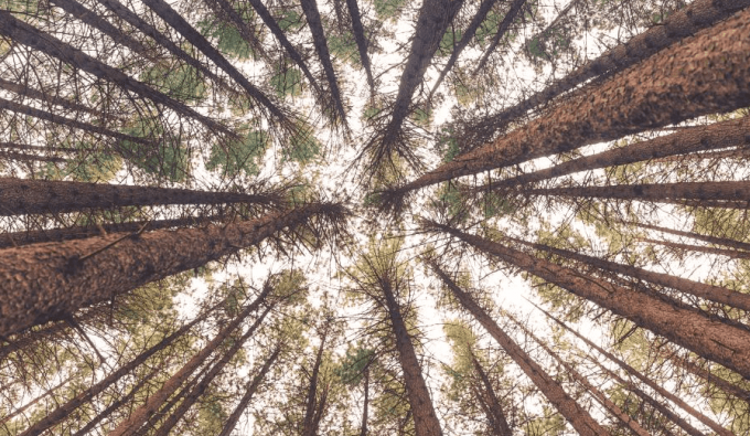 redwood forest