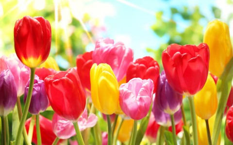 multi colored tulips in a field