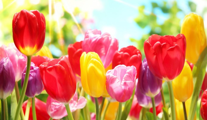 multi colored tulips in a field