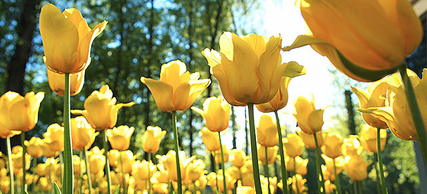 yellow tulips in a forested field