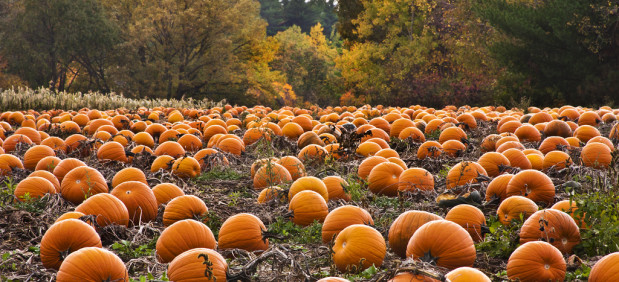 Field of orange pumpkins with leaves changing on trees in the background