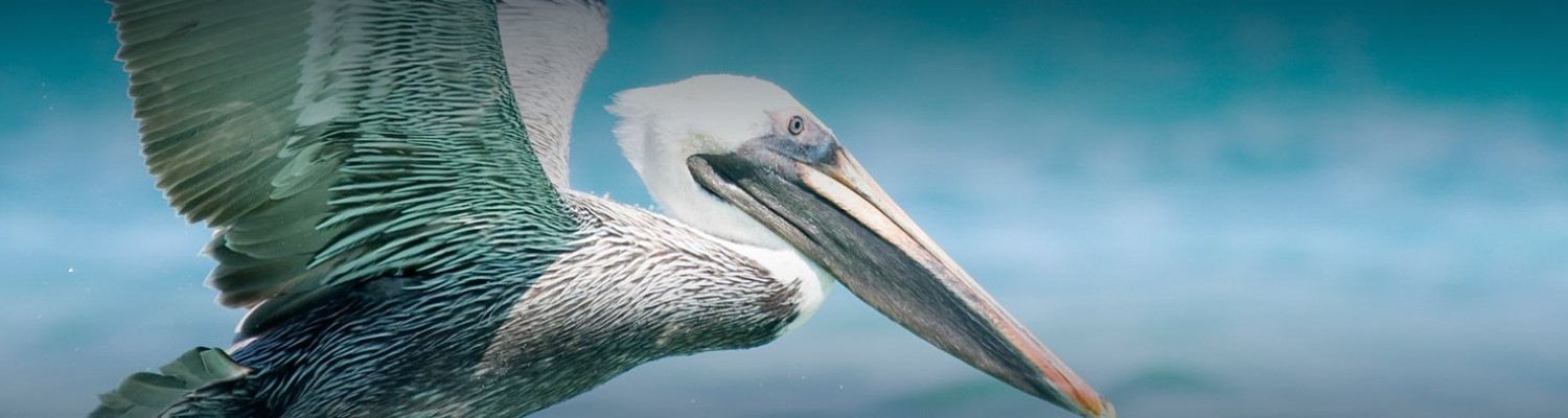 pelican