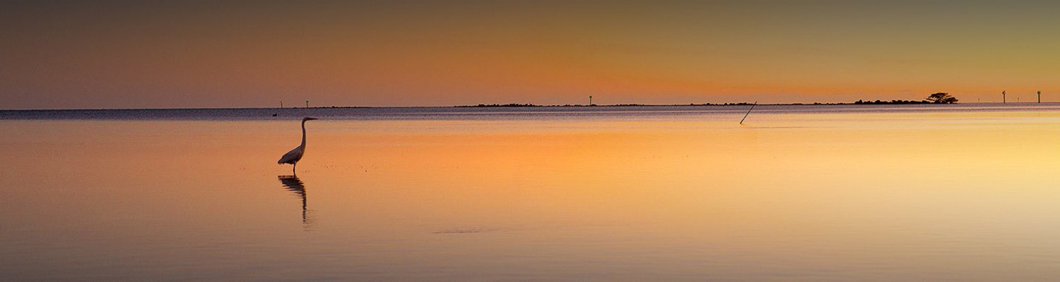 bird by the water at sunrise