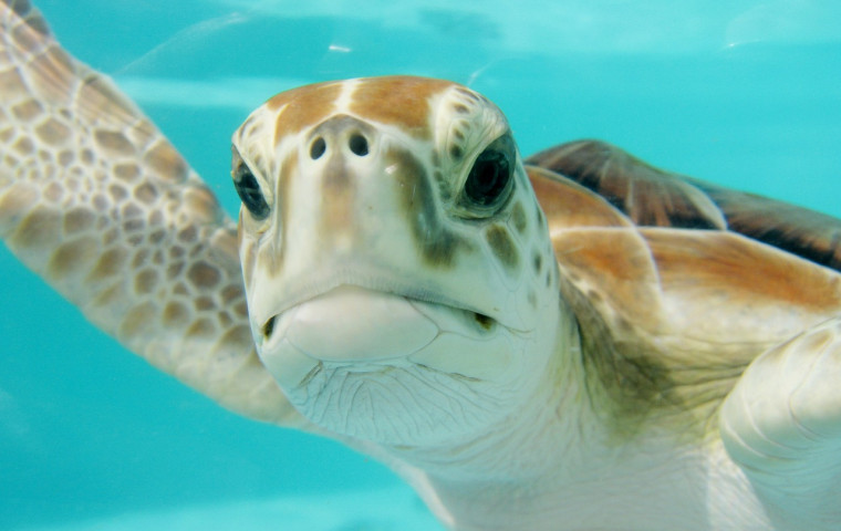 sea turtle face up close