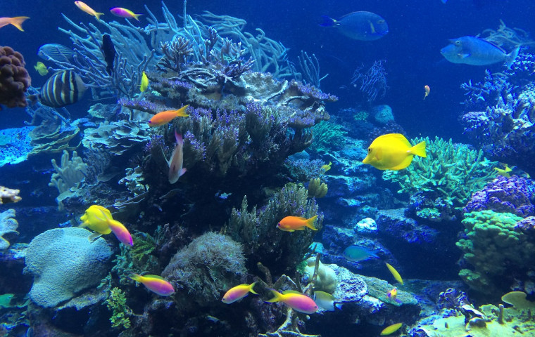 coral reef