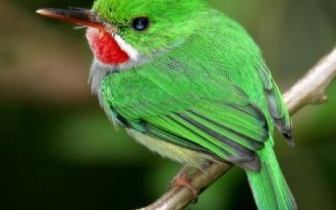 Puerto Rican Tody