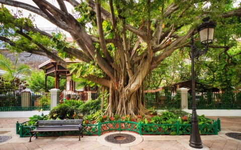 banyan tree with bench