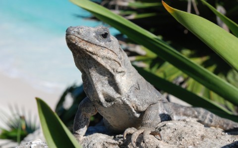 iguana