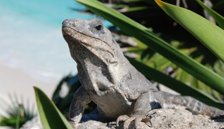 iguana
