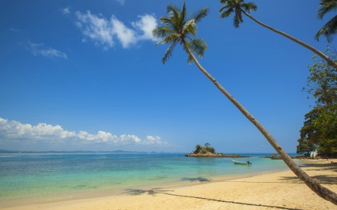 palm trees beach blue water and skies