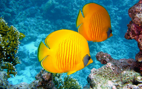 tropical fish yellow and orange