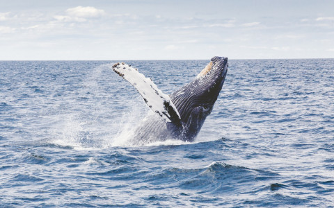 whale breeching the water