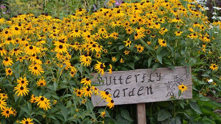 Butterfly Garden with Yellow Daisies