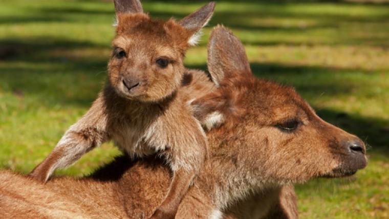 Safari Animals in the Grass