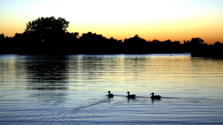 Lake McMurty Park with Ducks in the Water