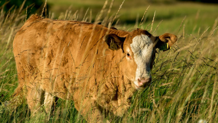 cow in field of grass