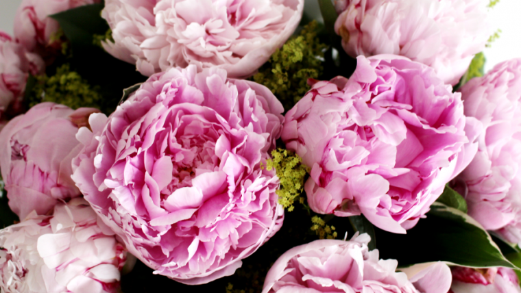 peonies