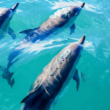 Dolphins in the clear sea