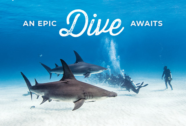 An Epic Dive Awaits