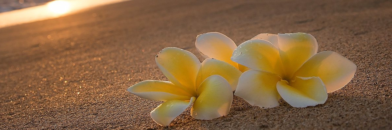 Two flowers sitting on a beach