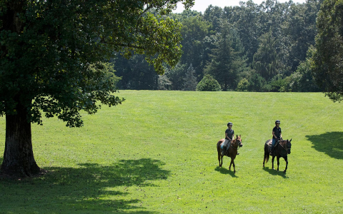 golf course with horses at daytime