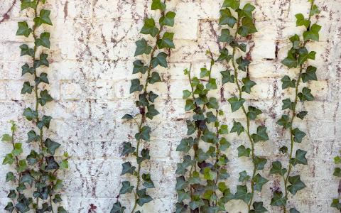 wall with vines