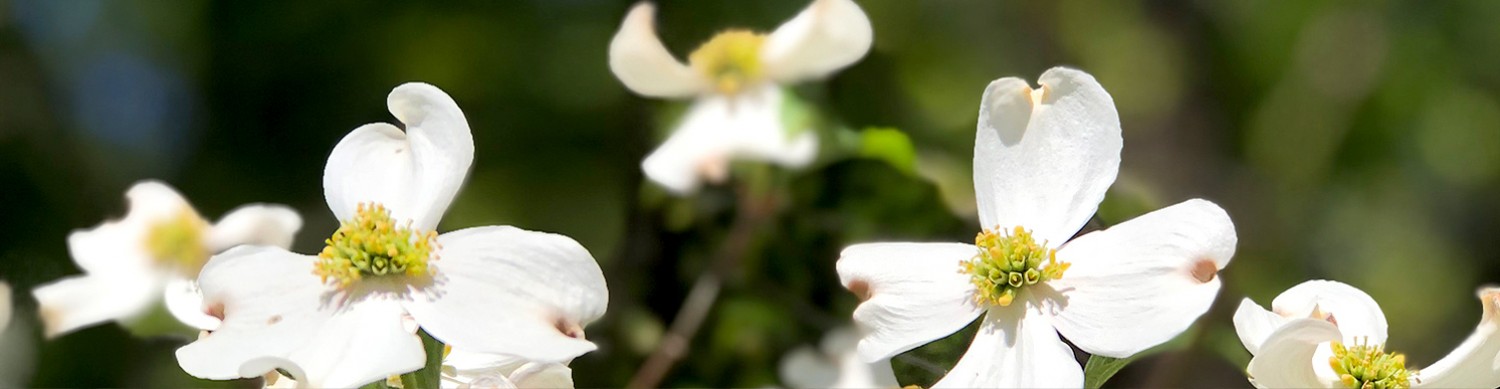 barnsleyresort springgallery mockup header
