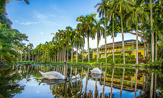 Lake surrounded by palm trees