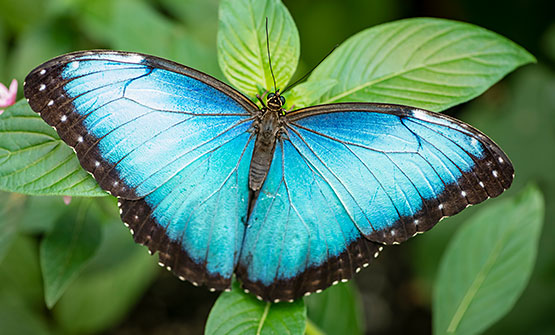 Blue butterfly on plant