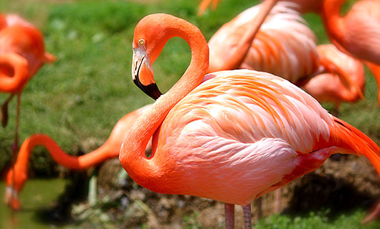 Flamingos standing in greenery