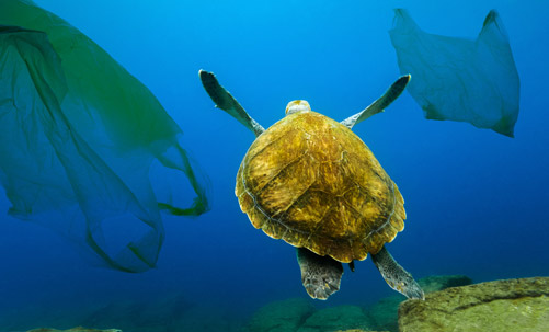 Turtle Swimming in the ocean with plastic bags