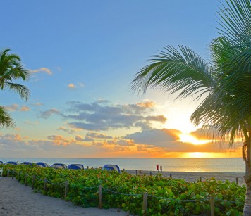 Sunsetting on beach surrounded by beach plants & palm trees