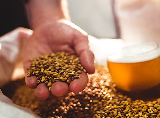 Hand holding barley next to pint of beer