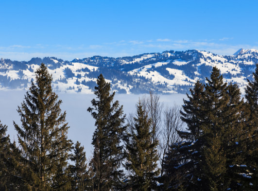 Snow Covered Mountains with Pine Trees