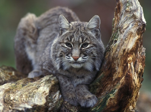 bobcat on a log