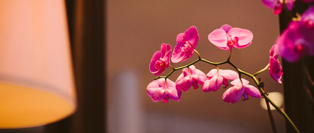 Close up on purple orchids