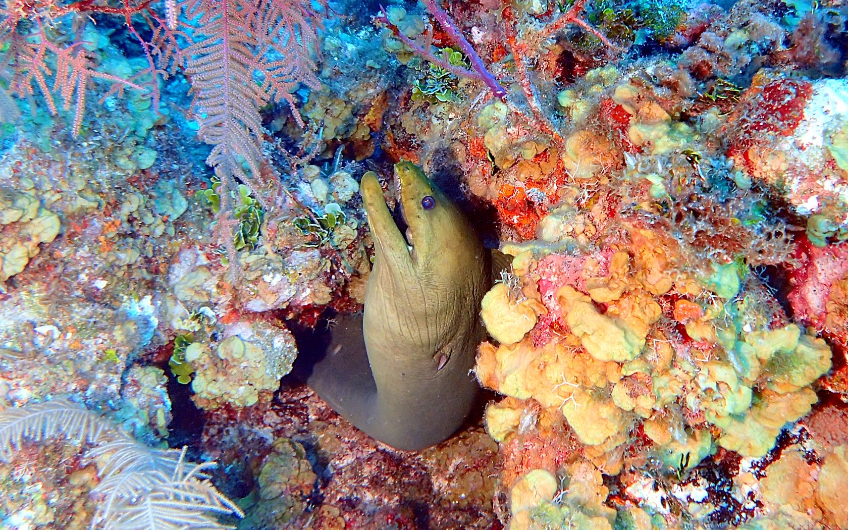 a fish coming out of a hole in the middle of a coral reef