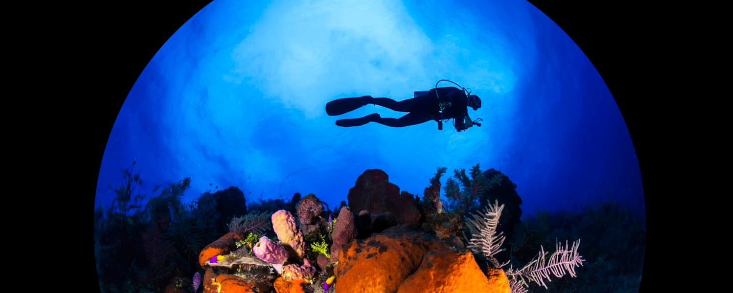 diving person in the ocean
