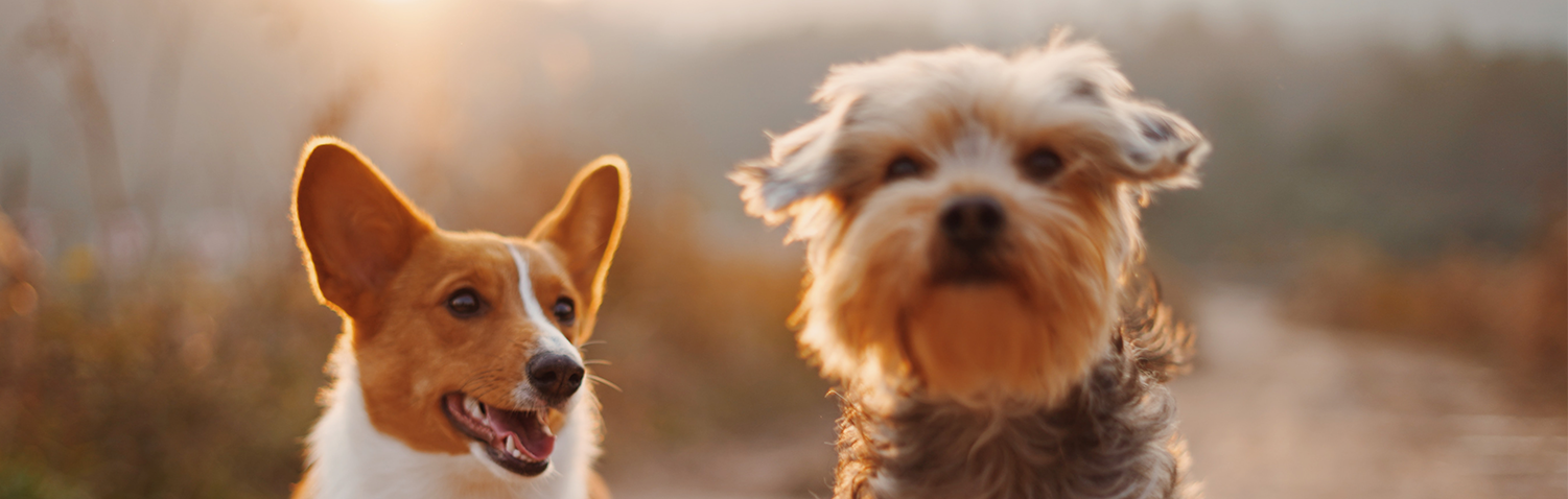 alvan nee header 0ew sebse unsplash