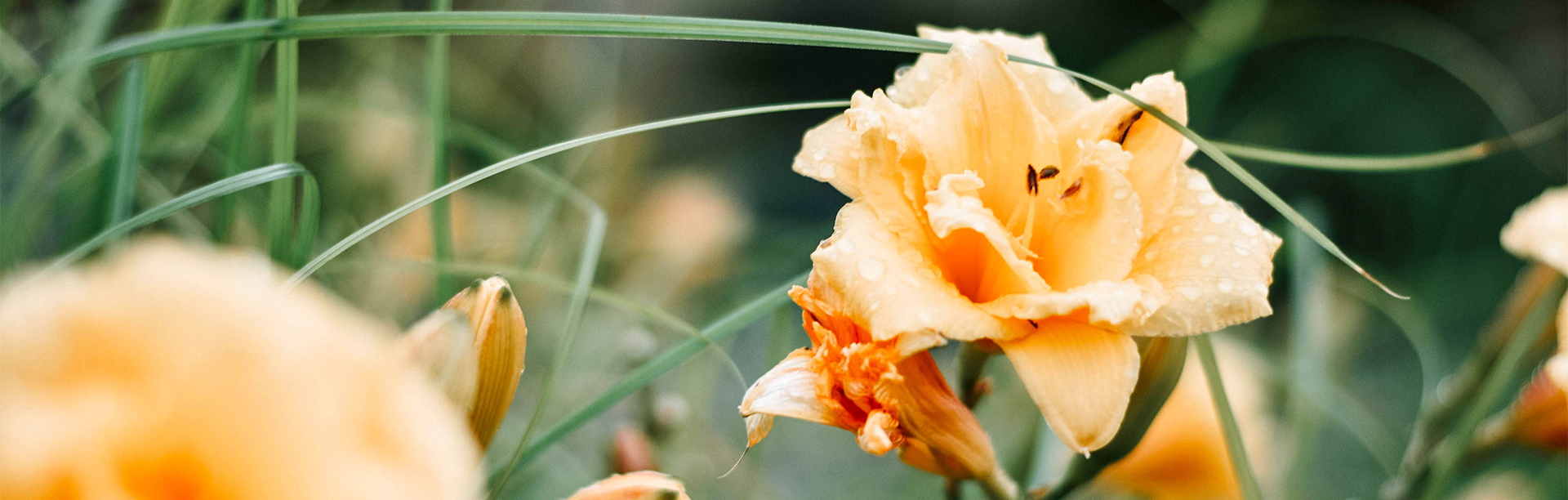 Closeup of a beautiful flower