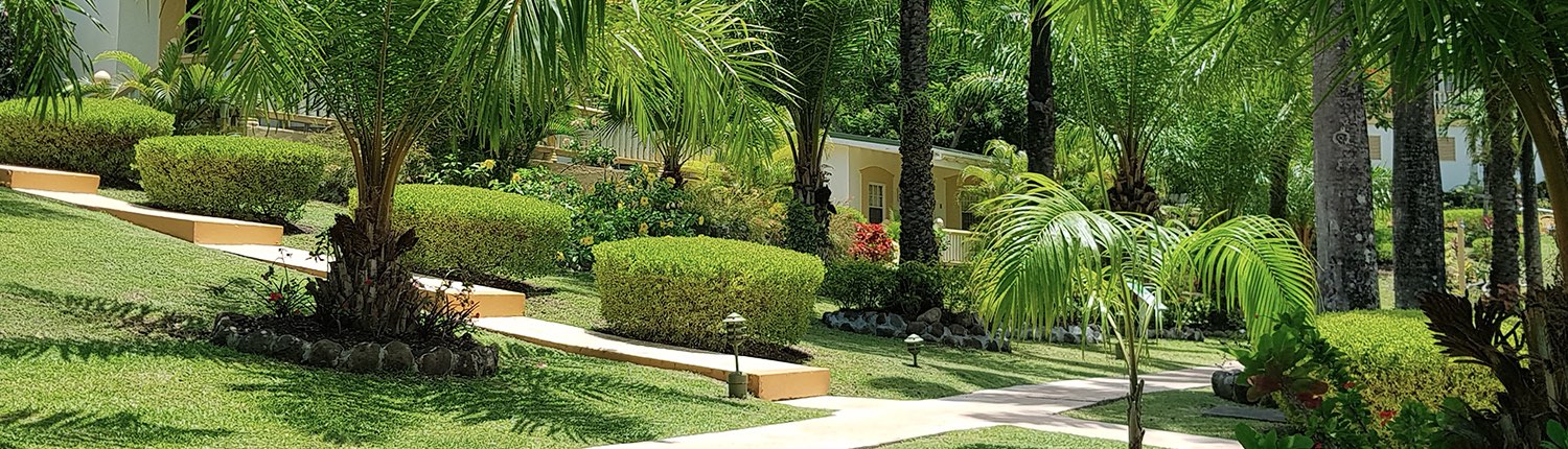 walkway near guest houses surrounded with lush trees, grass, and plants