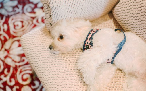 a white dog lying on a comfortable white armchair and a red and white carpet under it