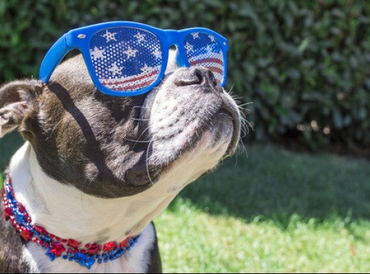 dog wearing sunglasses