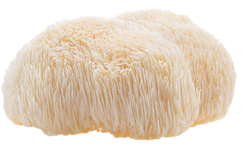 lions mane