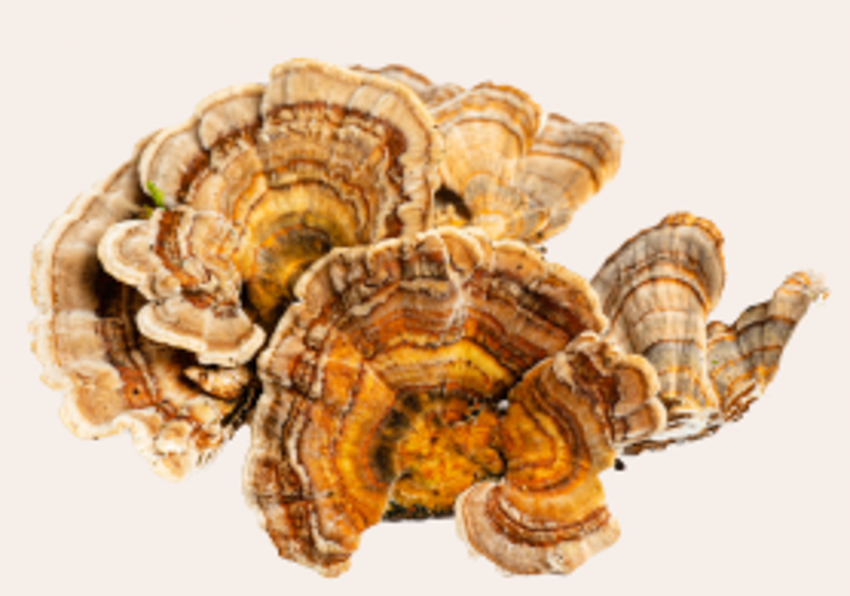 Functional Mushrooms For Wellness Cal A Vie Health Spa