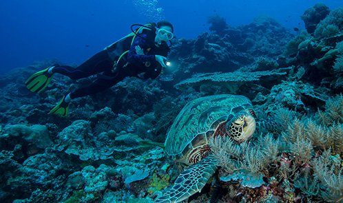 capeeleuthera landing page paradise gallery 2