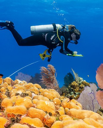 A person scuba diving near to a Coral reef