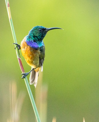 View of a wonderful hummingbird at the national park